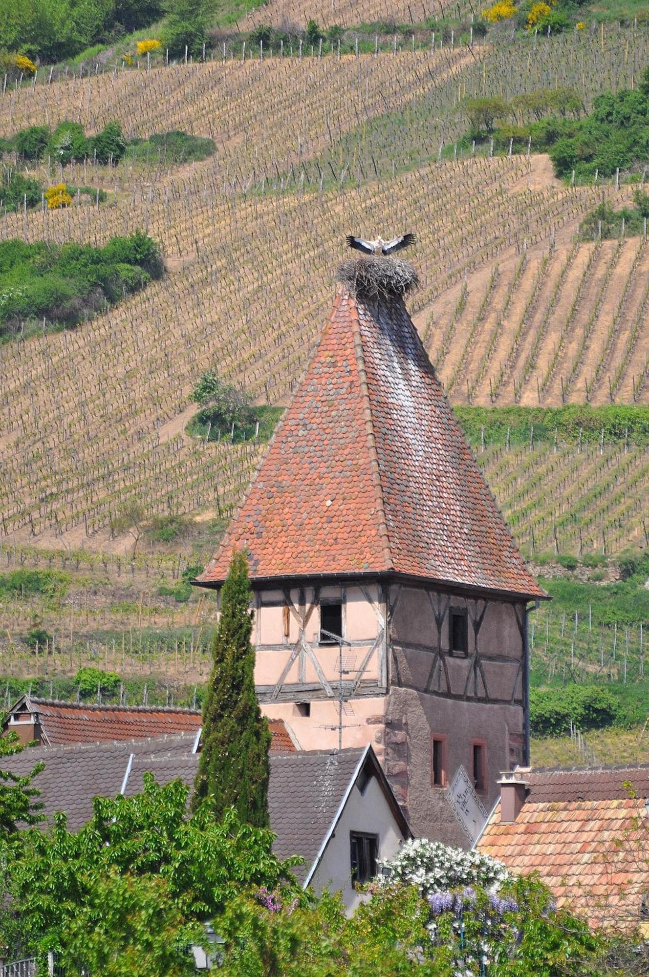 Gite Du Vignoble Ammerschwihr Exteriör bild